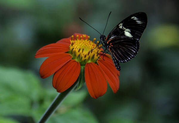 Black Art Print featuring the photograph Black Butterfly on Orange Flower by WAZgriffin Digital