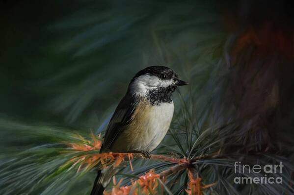 Black-capped Chicadee Art Print featuring the photograph Black-capped Chicadee by Eva Lechner