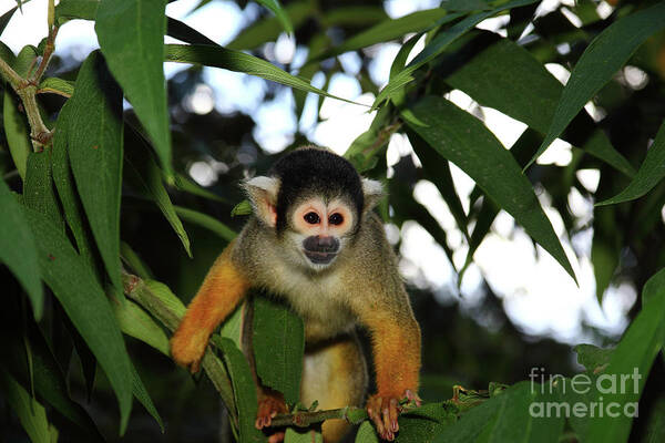 Monkey Art Print featuring the photograph Black-capped squirrel monkey Saimiri boliviensis by James Brunker