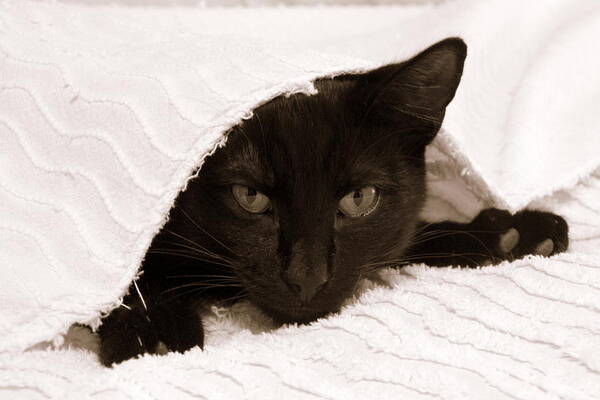 Horizontal Photograph Art Print featuring the photograph Black Cat in Chenille by Valerie Collins
