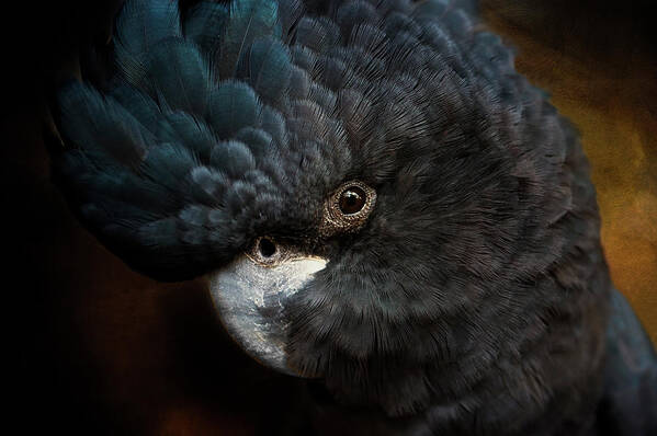 Black Cockatoo Art Print featuring the photograph Black Cockatoo by Diana Andersen