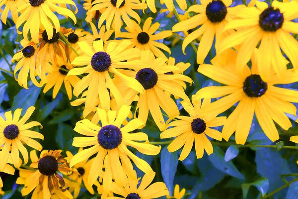 Aster Art Print featuring the photograph Black Eyed Susans by Hugh Smith