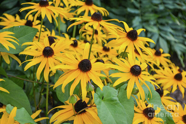 Black-eyed-susans Art Print featuring the photograph Black-Eyed-Susans by Zaira Dzhaubaeva