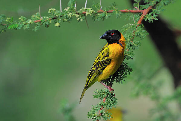 Black-headed Weaver Art Print featuring the photograph Black-headed Weaver by Tony Beck