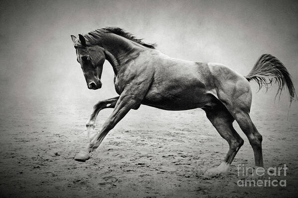 Horse Art Print featuring the photograph Black horse in dust by Dimitar Hristov