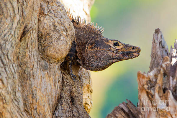 Black Iguana Art Print featuring the photograph Black Or Spiny-tailed Iguana by B.G. Thomson