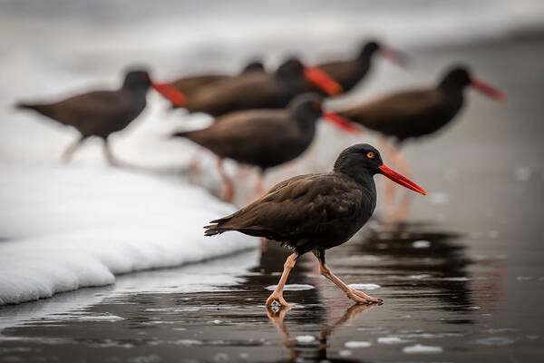 Art Art Print featuring the photograph Black Oystercatcher by Gary Migues