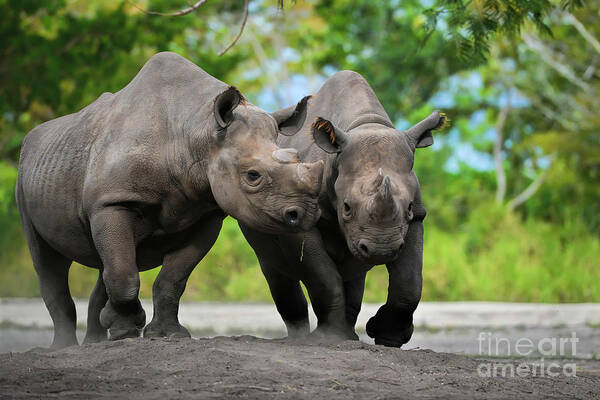 Black Rhinoceros Art Print featuring the photograph Black Rhinoceroses by Olga Hamilton