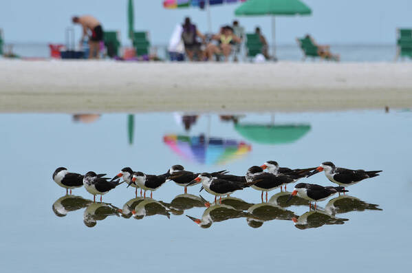 Bird Art Print featuring the photograph Black Skimmers Enjoying the Beach by Artful Imagery
