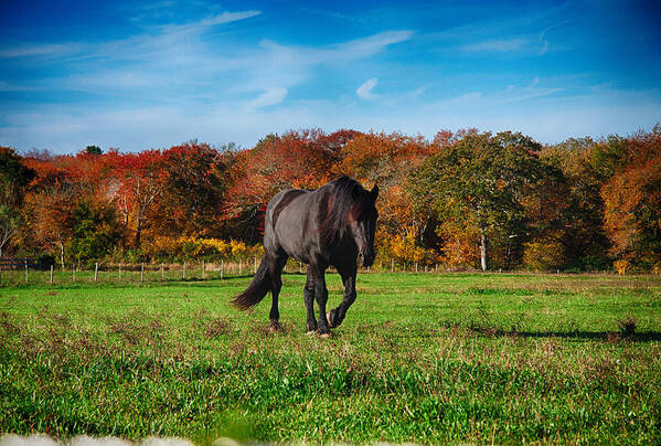 #jefffolger Art Print featuring the photograph Black stalion in the fall colors by Jeff Folger