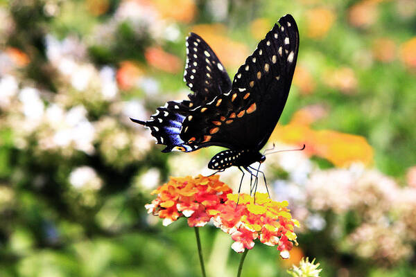 Photo Art Print featuring the photograph Black Swallowtail by Alan Hausenflock