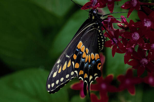 Black Swallowtail Butterfly Art Print featuring the photograph Black Swallowtail Butterfly by Jay Stockhaus