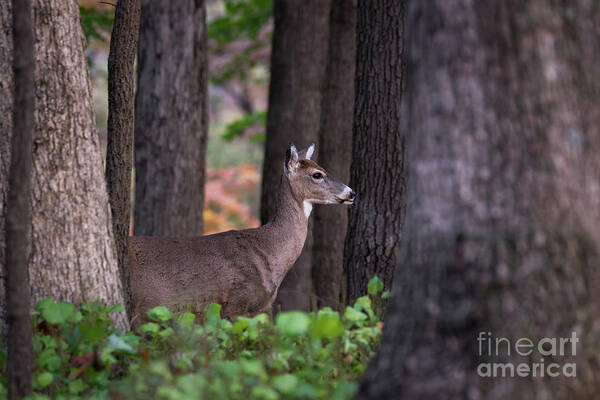 Deer Art Print featuring the photograph Blending In by Andrea Silies