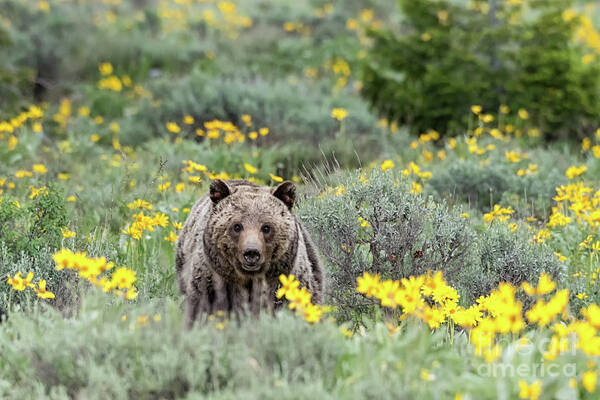 Teton National Park Art Print featuring the photograph Blondie 2017 by Tibor Vari