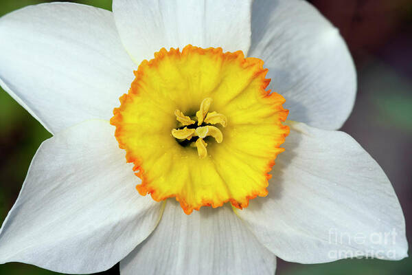 Narcissus Art Print featuring the photograph Bloom of narcissus by Michal Boubin