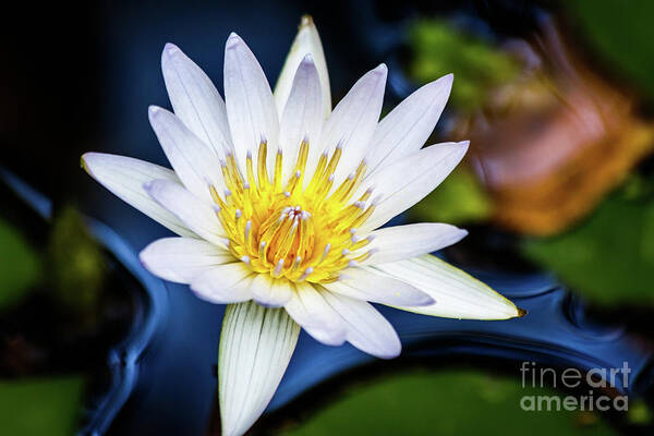 Lily Art Print featuring the photograph Blooming by Les Greenwood