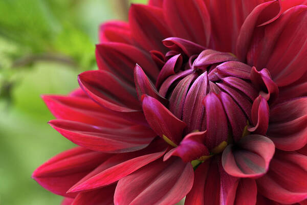 Dahlia Art Print featuring the photograph Blooming red dahlia by GoodMood Art