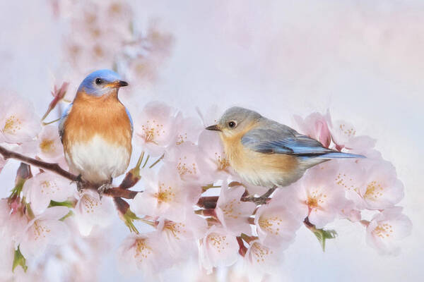 Bluebird Art Print featuring the mixed media Blossoms and Bluebirds by Lori Deiter