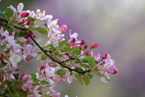 Flower Art Print featuring the photograph Blossoms and Bokeh by Ann Bridges