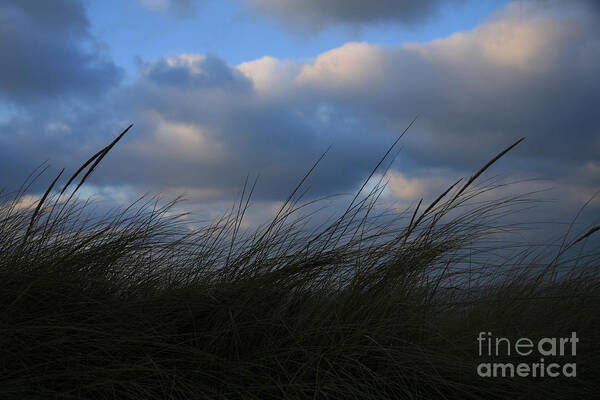 Dunes Art Print featuring the photograph Blowing in the Wind by Timothy Johnson