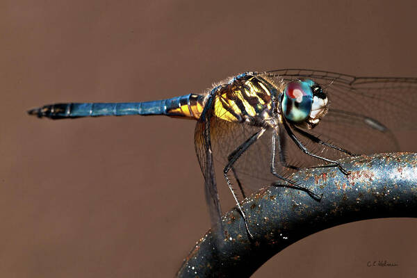 Dragonfly Art Print featuring the photograph Blue and Gold Dragonfly by Christopher Holmes