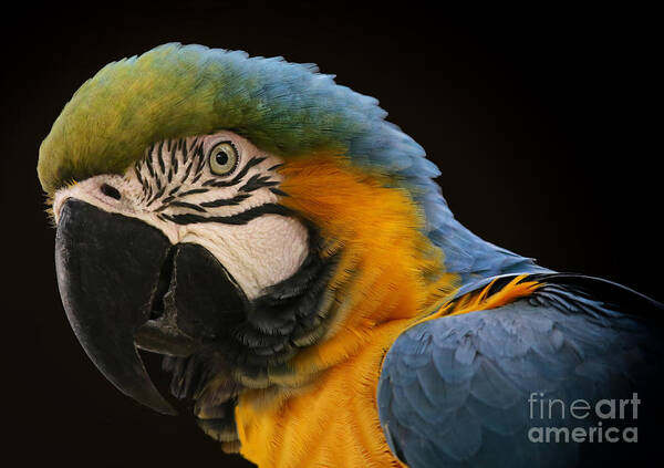 Blue And Gold Macaw Art Print featuring the photograph Blue And Gold Macaw by Mary Lou Chmura