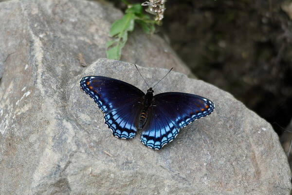 Butterfly Art Print featuring the photograph Blue butterfly by Peter Ponzio