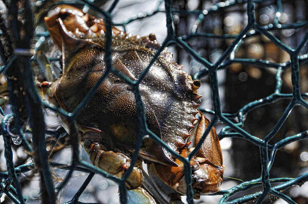 Blue Crab Art Print featuring the photograph Blue Crab by Jody Lovejoy