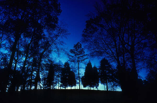 Forest; Tree; Trees; Morning; Evening; Night; Sky; Silhouette; Blue; Spooky; Mysterious; Nature; Ecology; Quiet; Serene; Serenity; Meditation Art Print featuring the photograph Blue Dawn by Gerard Fritz