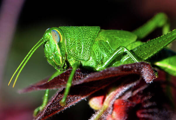 Macro Art Print featuring the photograph Blue Eyed Green Grasshopper 001 by George Bostian