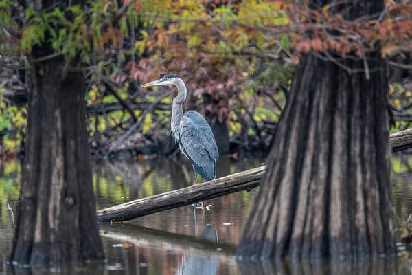 Wildlife Art Print featuring the photograph Blue Heron in cypress swamp by Paul Freidlund