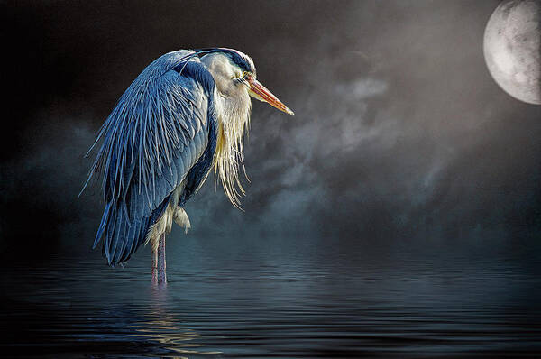 Great Blue Heron Art Print featuring the photograph Blue Heron Moon by Brian Tarr