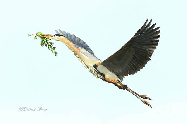 Heron Art Print featuring the photograph Blue Heron Series Twig 2017 by Deborah Benoit