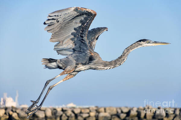 Wings Art Print featuring the photograph Blue Heron Takes Flight by Eddie Yerkish