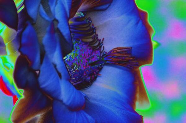 Hibiscus Art Print featuring the photograph Blue Hibiscus by Richard Henne