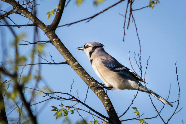 Wildlife Art Print featuring the photograph Blue Jay by John Benedict