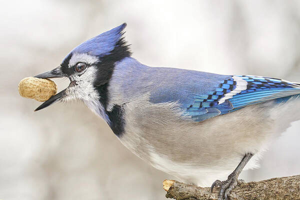 Blue Jay Art Print featuring the photograph Blue Jay with peanut, in January by Jim Hughes