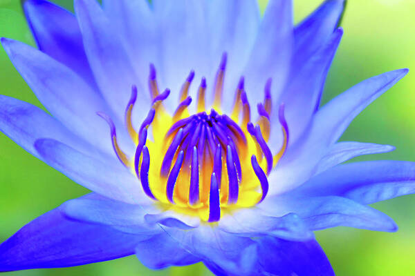 Lotus Art Print featuring the photograph Blue Magic by Iryna Goodall