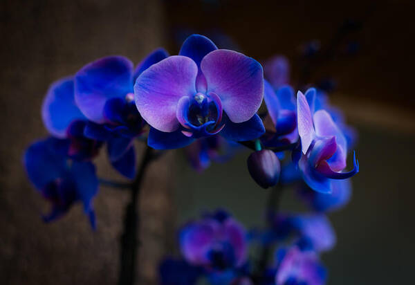 Orchid Art Print featuring the photograph Blue Orchid by Kathleen Scanlan