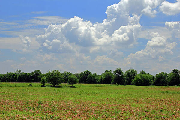 Nature Art Print featuring the photograph Blue Skies and Green Fields by Angela Murdock