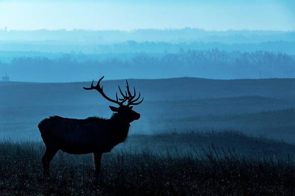 Jay Stockhaus Art Print featuring the photograph Blue Sunrise by Jay Stockhaus