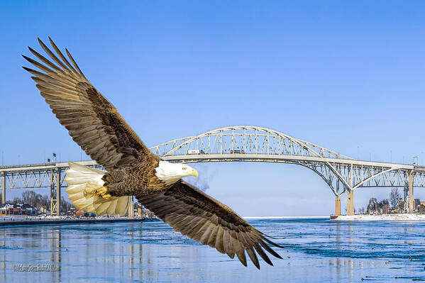Eagle Art Print featuring the photograph Blue water American Bald Eagle by LeeAnn McLaneGoetz McLaneGoetzStudioLLCcom