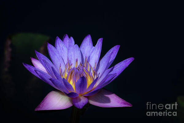 Flower Art Print featuring the photograph Blue Water Lily by Andrea Silies