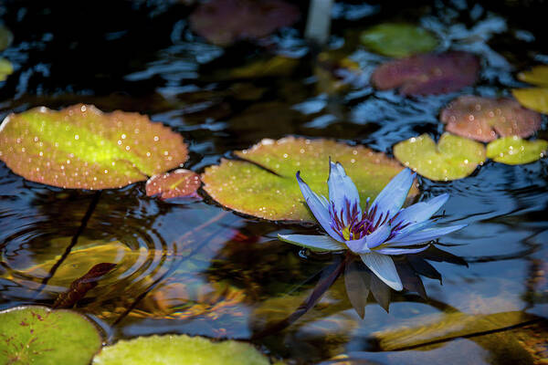 Blue Water Lily Flower Pond Art Print featuring the photograph Blue Water Lily Pond by Brian Harig