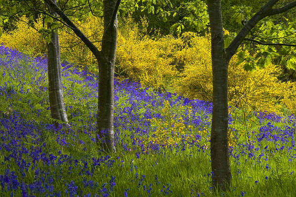 Scotland Art Print featuring the photograph Bluebell Woodland Aberfoyle by John McKinlay