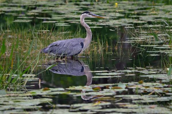 Great Blue Heron Art Print featuring the photograph Blue's Image- Great Blue Heron by David Porteus