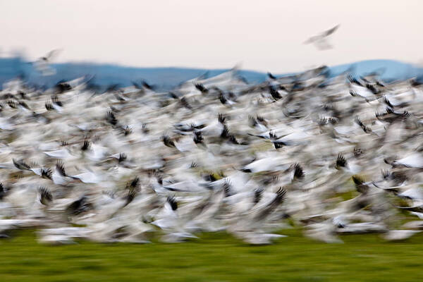 Wildlife Art Print featuring the photograph Blurry birds in a flurry L467 by Yoshiki Nakamura