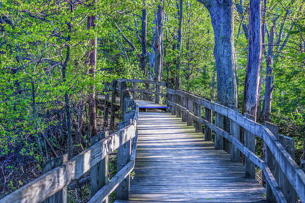 Landscape Art Print featuring the photograph Boardwalk Going Into the Woods by Lester Plank