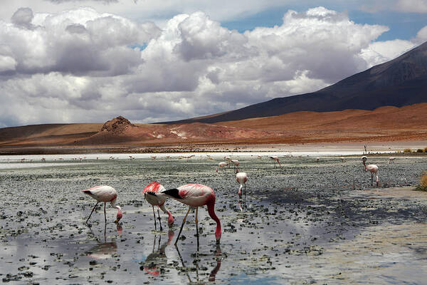 Flamingo Art Print featuring the photograph Bolivian Landscape by Aidan Moran