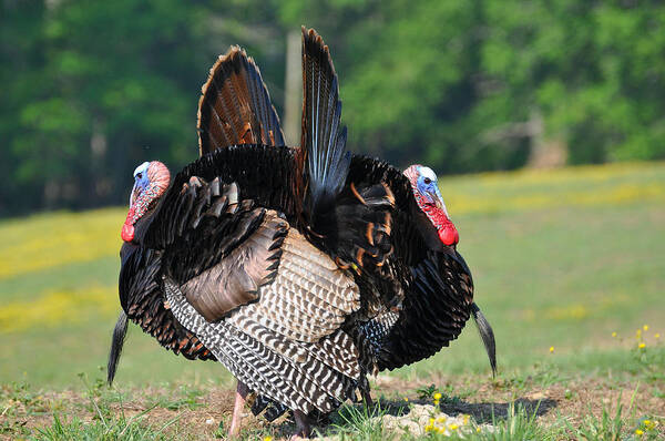 Turkey Art Print featuring the photograph Book Ends by Todd Hostetter